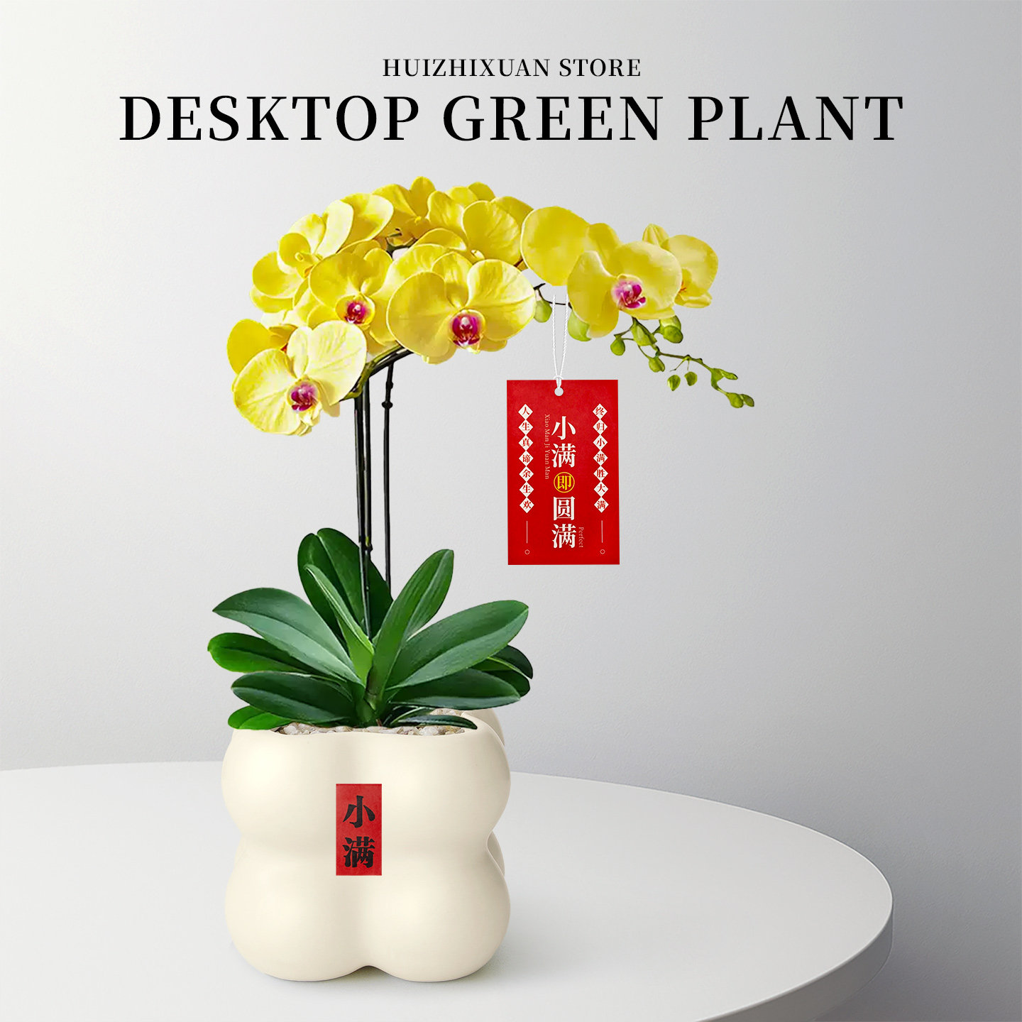 兰花蝴蝶兰带花箭盆栽花卉植物精品高级名贵盆景室内客厅阳台送礼