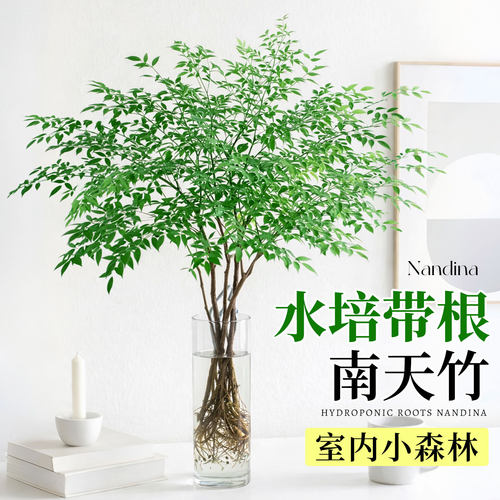 省心养护的南天竹水培植物盆景