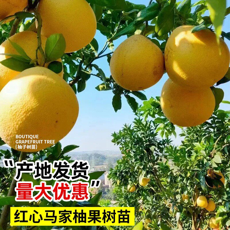 江西马家柚红心柚苗嫁接当年结果