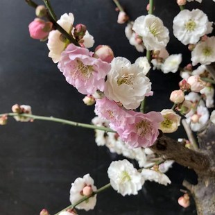 复瓣跳枝梅盆景花卉室内阳台盆栽梅花苗观花老桩植物春冬红梅树桩