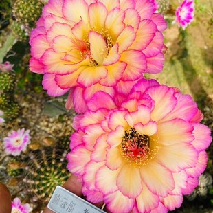 毛花柱 苏乞儿 小型柱 仙云阁美花仙人球阳台庭院绿植盆栽花卉