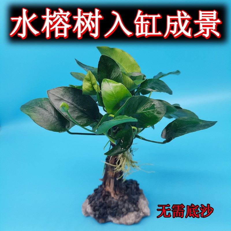 水榕树  鱼缸造景水草水榕沉木水草树新手阴性水草无需水草泥