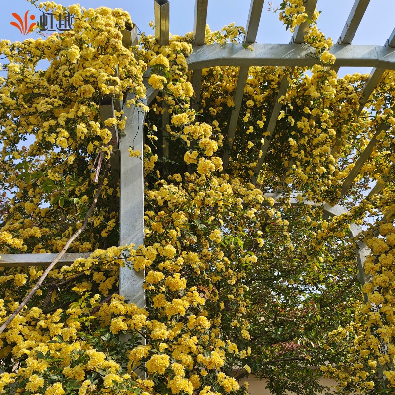 虹越蔷薇月季花盆栽苗黄木香红粉木香四季开花爬墙藤耐寒易养小苗