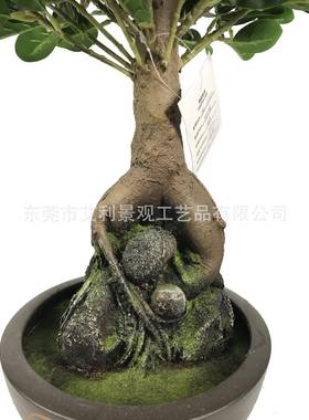 室内盆栽小榕树栽盆RBF景榕树盆栽人参榕盆室内植绿迷你美观