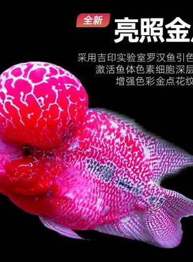 灯印罗汉鱼专用红色led增艳灯RG吉增B专业防水红观KPW赏鱼灯