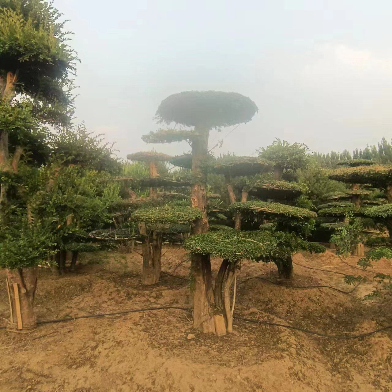 园林观赏风景对节白蜡 大量出售造型多样对节白蜡 现挖现卖对节白