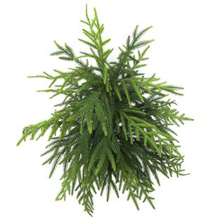 真仿松针松树绿植圣栽诞树家居装仿饰植71910物盆绿植假树无盆生