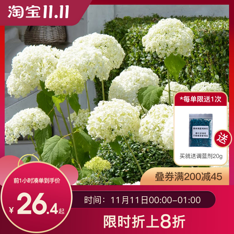 虹越欧洲木绣球盆栽玫瑰乔木圆锥栎叶大苗无敌贝贝花苗树苗木本