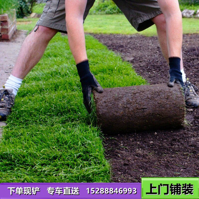 带泥土真草草坪草皮马尼拉四季青剪股颖别墅庭院园林绿化护坡草坪