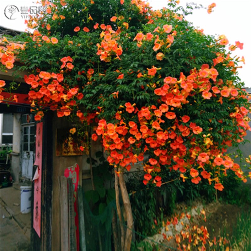 凌霄花树苗盆栽花苗庭院爬藤植物花墙拱门多花易养护藤本植物