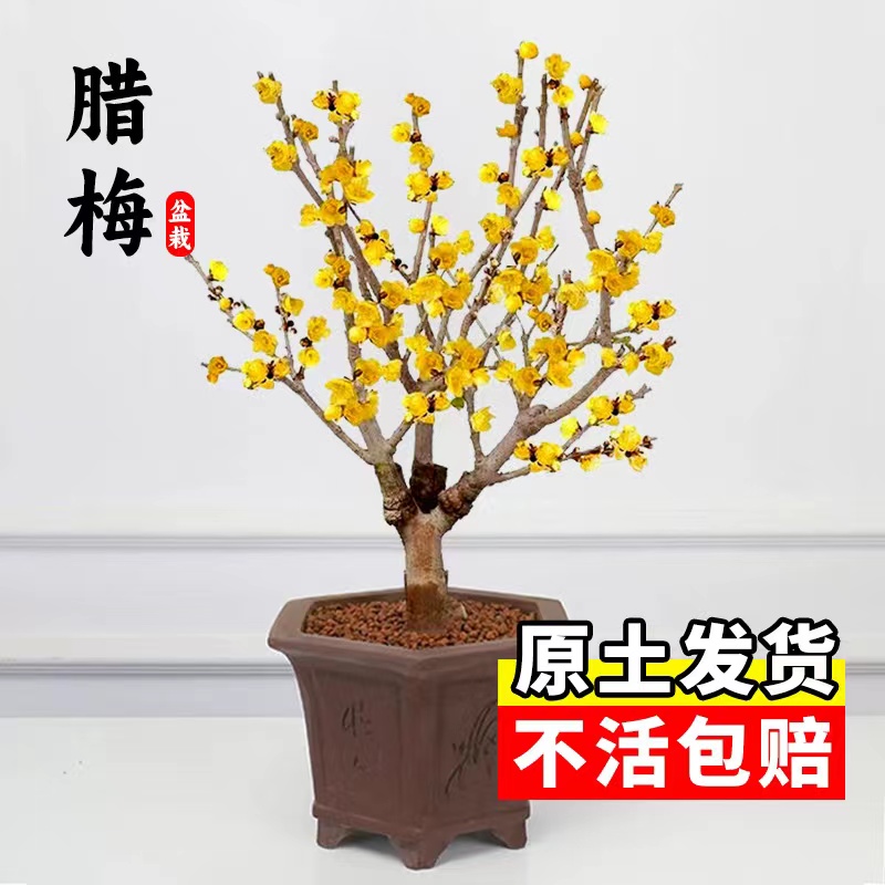 腊梅花树苗盆栽丛生地栽庭院风景树耐寒耐旱矮化老桩好养素心腊梅
