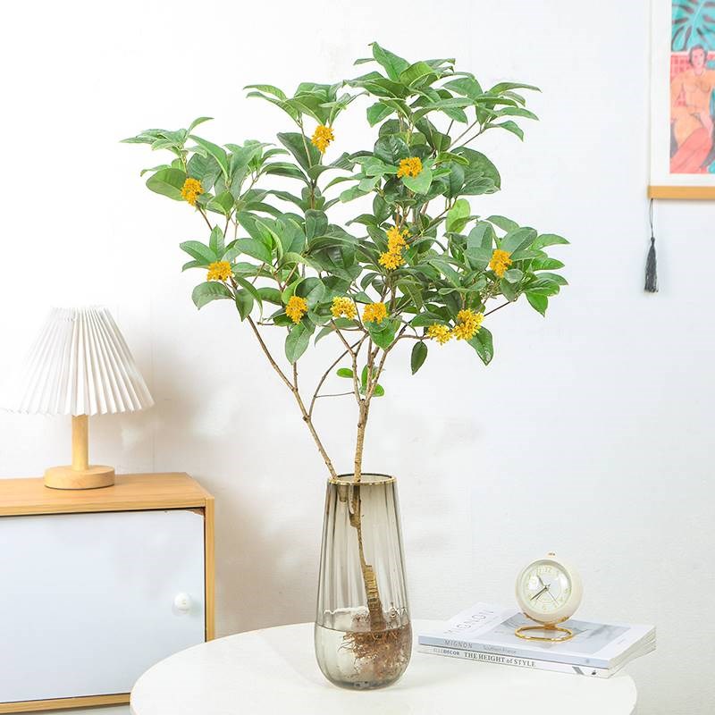 水培植物桂花树苗盆栽浓香型四季桂金桂室内阳台庭院好养绿植花卉