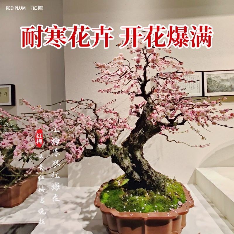 红梅花盆栽树苗原生老桩盆景阳台庭院绿植物浓香花卉耐寒四季腊梅