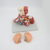体P1NT 048供应人解剖模型器官颅腔头颈及胸剖腔解852部件