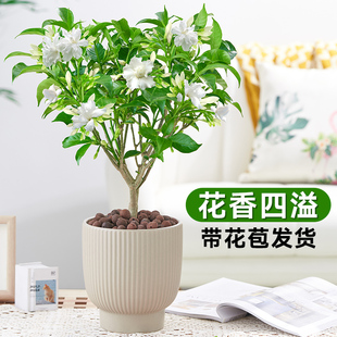 水晶茉莉盆栽丁香花带花苞老桩树苗花卉植物室内外阳台绿植狗牙花