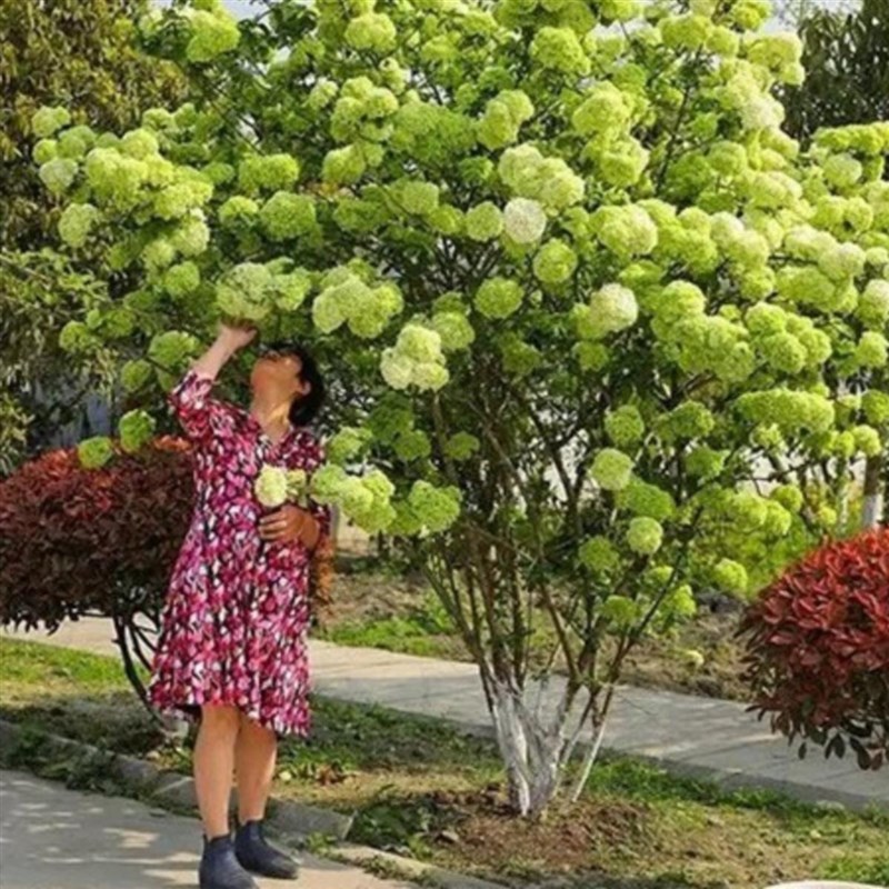 庭院植物木本绣球花苗中华斗绣球树苗盆栽地栽别墅阳台四季开花