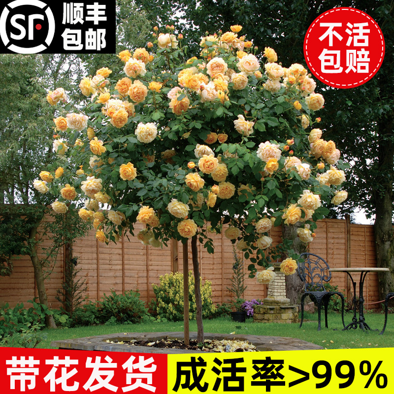 树桩月季花棒棒糖月季苗特大花朵花卉植物庭院四季开玫瑰带花树状