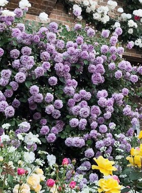 蓝色阴雨藤本月季花大苗阳台庭院爬藤花卉植物浓香四季玫瑰蔷薇花