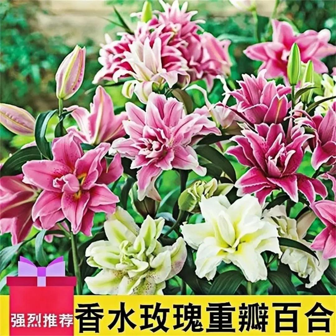 【下单立减50】香水百合种球四季赏花重瓣大花朵花型阳台庭院ZF