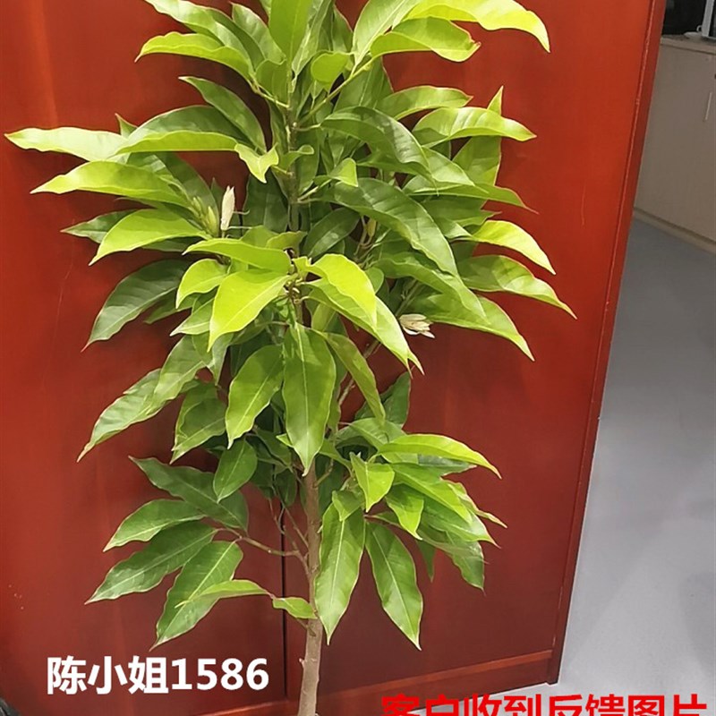 芳香花卉黄兰树苗 浓香型白玉兰花苗白兰花盆栽 黄桷兰树苗
