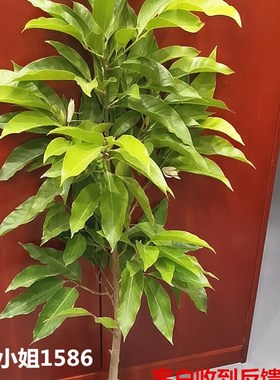 芳香花卉黄兰树苗 浓香型白玉兰花苗白兰花盆栽 黄桷兰树苗