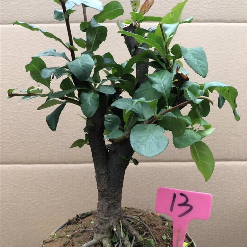一物一拍实物原生彩玉海棠盆景品种花卉造型树桩室内老桩耐寒盆栽