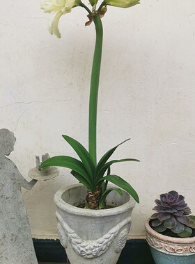 欧式风格陶艺花器 粗陶做旧麦穗花奖杯花盆 阳台花园庭院透气陶盆