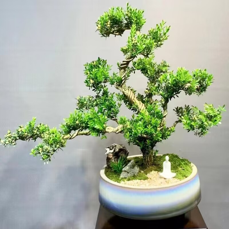 黄杨老桩盆景树苗雀舌皱皮造型小叶盆栽绿植室内客厅桌面树桩绿植