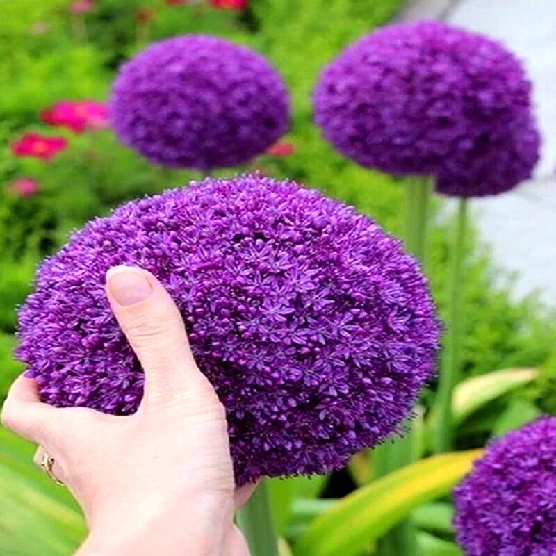 大花葱地根荷兰耐寒花卉盆栽植物庭院地栽大葱花球根四季易活