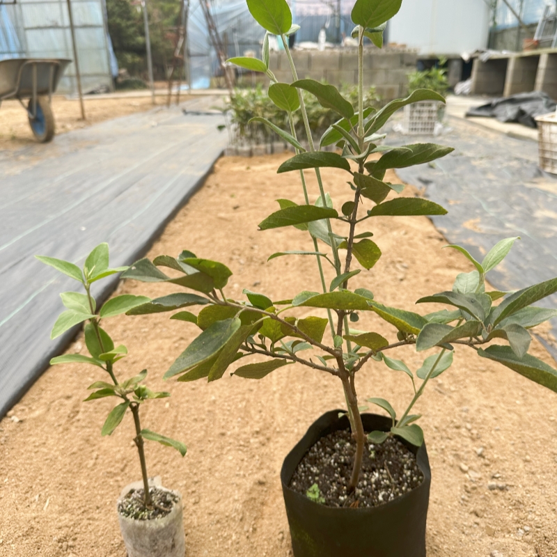 耐寒中华木绣球苗盆栽扦插杯苗木绣球大花斗球白花栽好基地发货