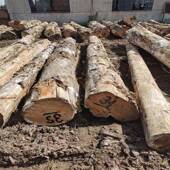 柏木原木川柏木黄心柏香柏木实木家寿315具料材料