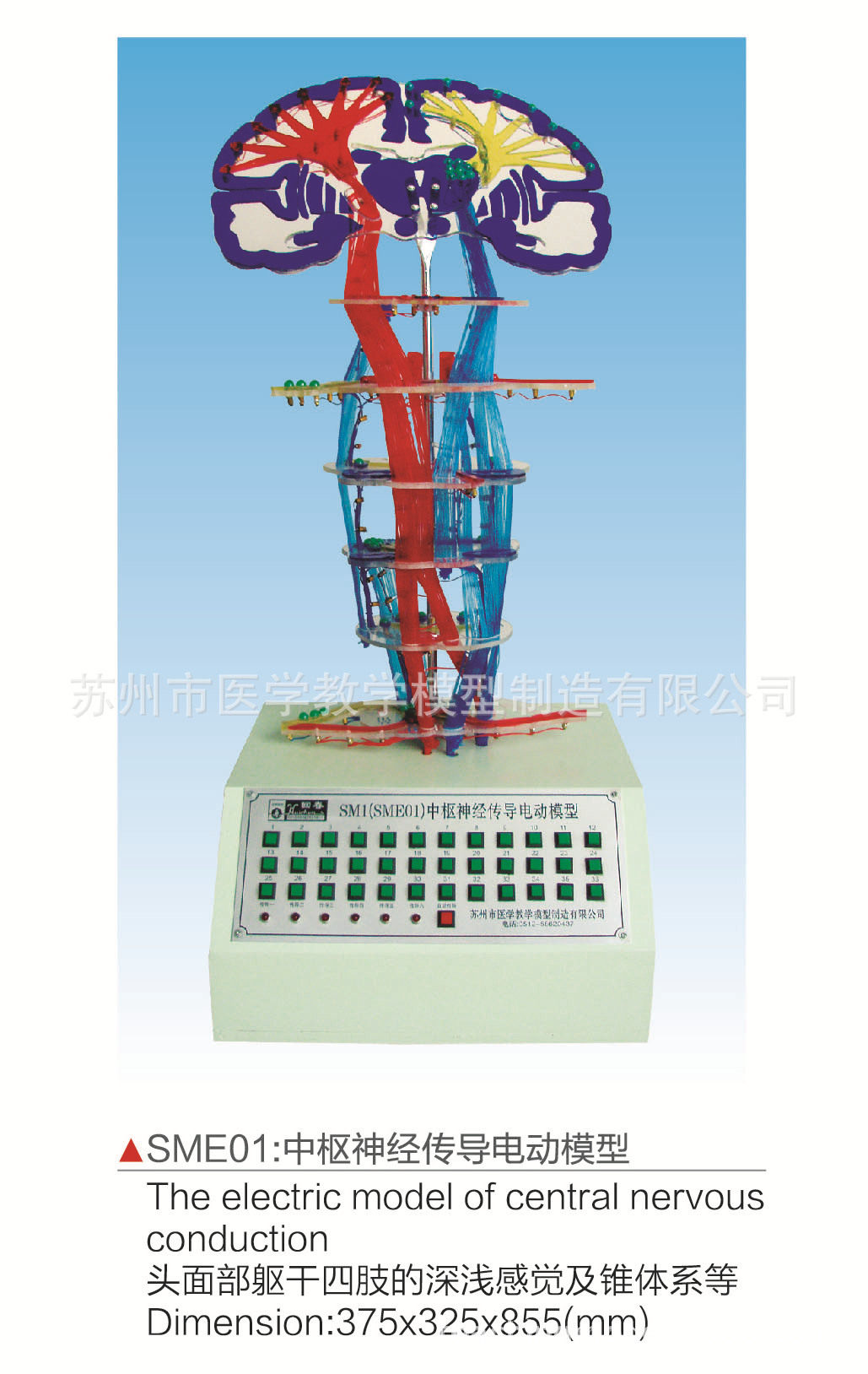 中枢神经传导电动模型
