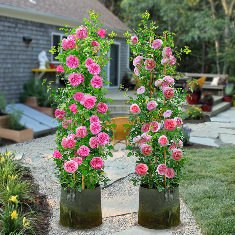 龙沙宝石藤本月季花苗特大蔷薇爬藤四季欧月庭院花卉植物玫瑰盆栽