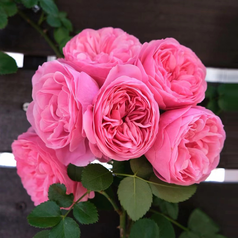 粉色达芬奇爬藤蔷薇月季花苗藤本花卉粉达爬墙快庭院阳台植物玫瑰