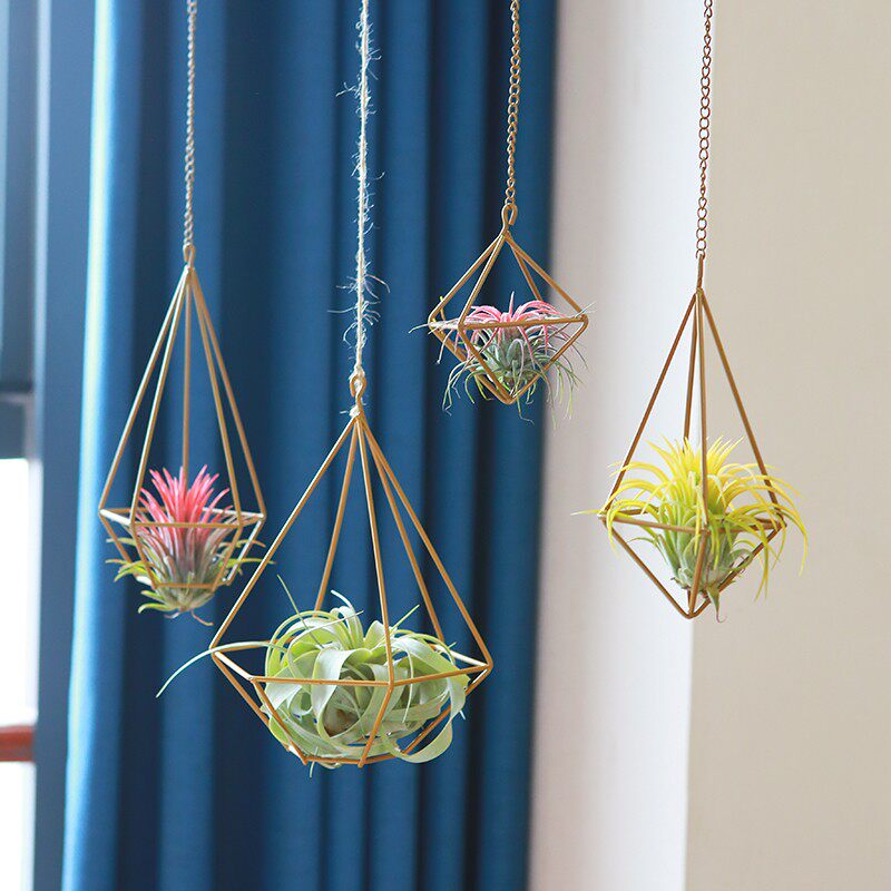 室内空气凤梨无土植物创意铁艺垂吊式含植物套餐绿植盆栽花草