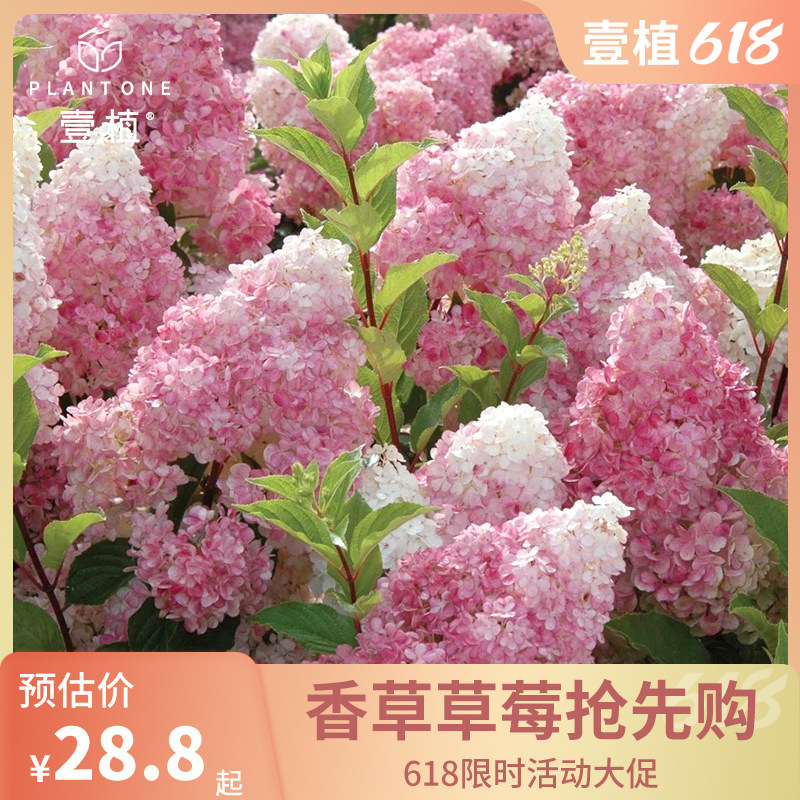 圆锥绣球香草草莓大苗石灰灯北极熊夏日美人绣球花卉庭院阳台盆栽