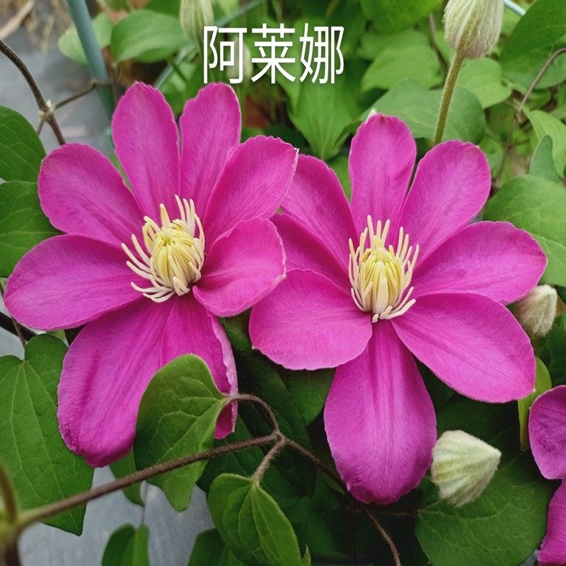 黄姐园艺铁线莲阿莱娜 啤酒艾达 巴黎风情大道矮生铁盆栽吊篮花苗
