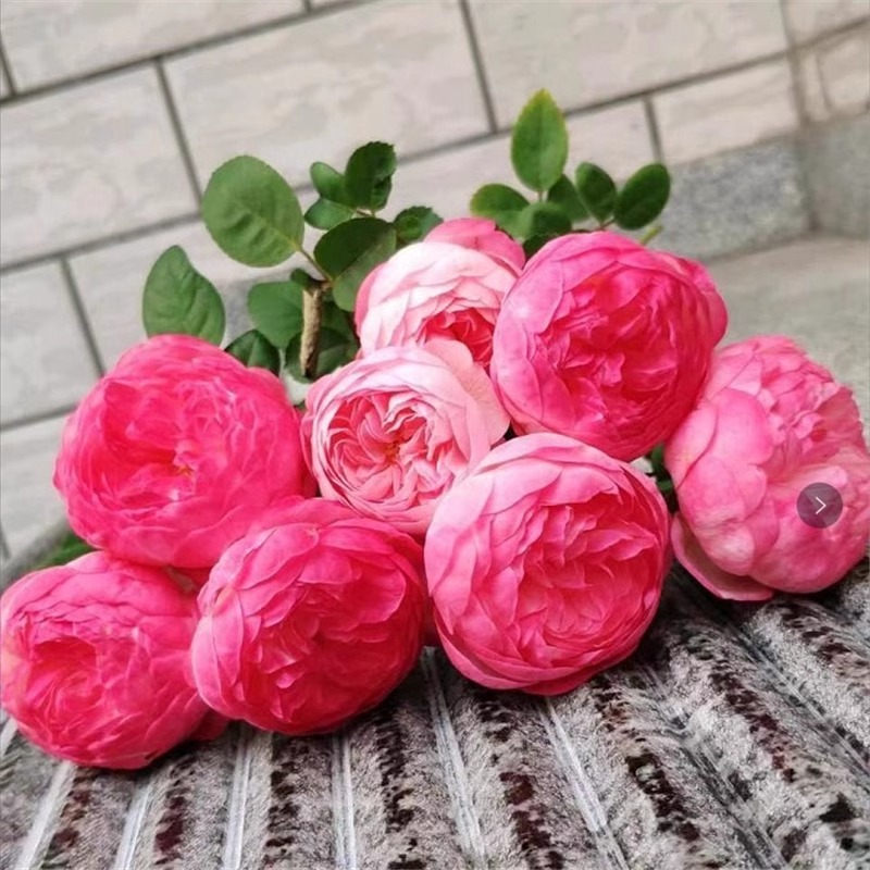 灌木月季花苗和室浓香多季勤花卉包子颜色多变庭院阳台玫瑰花盆栽