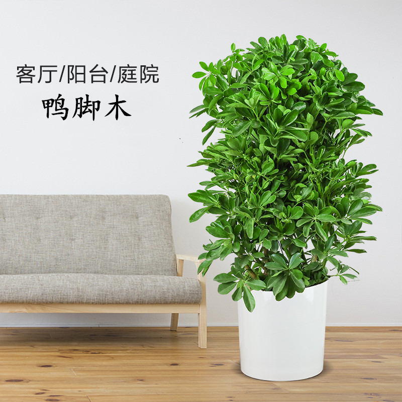 八方来财鸭脚木七叶莲鸭掌木客厅室内办公室大型植物绿植盆栽植物