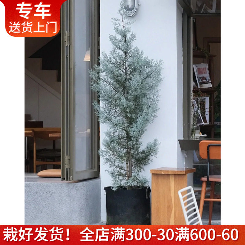 环保冰柏盆栽耐寒耐晒四季常绿松柏树阳台庭院造景花镜植物耶诞树