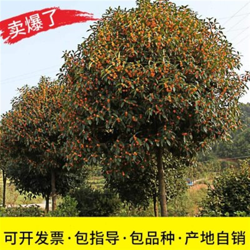 桂花树苗大树金桂丹桂四季八月桂朱砂庭院盆栽工程绿化征地桂花树