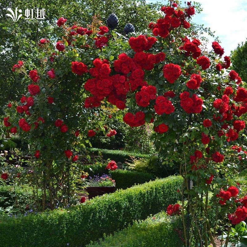 虹越爬藤月季佛罗伦蒂娜蓝色阴雨安吉拉爬墙长藤大苗盆栽四季开花