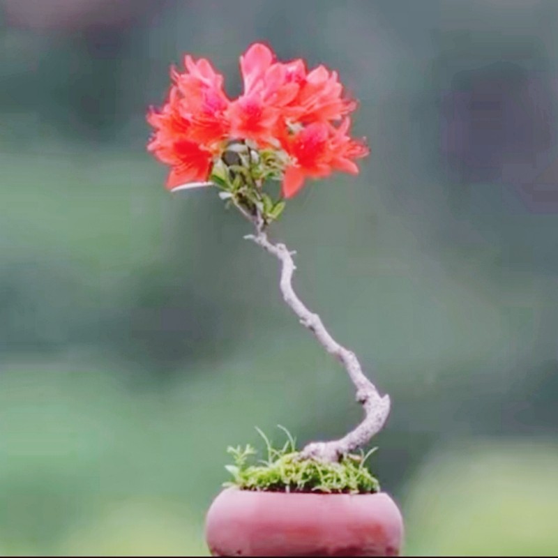 室内一物一拍下映山红老桩杜鹃花盆景提根野外栽植生精品树苗矮霸