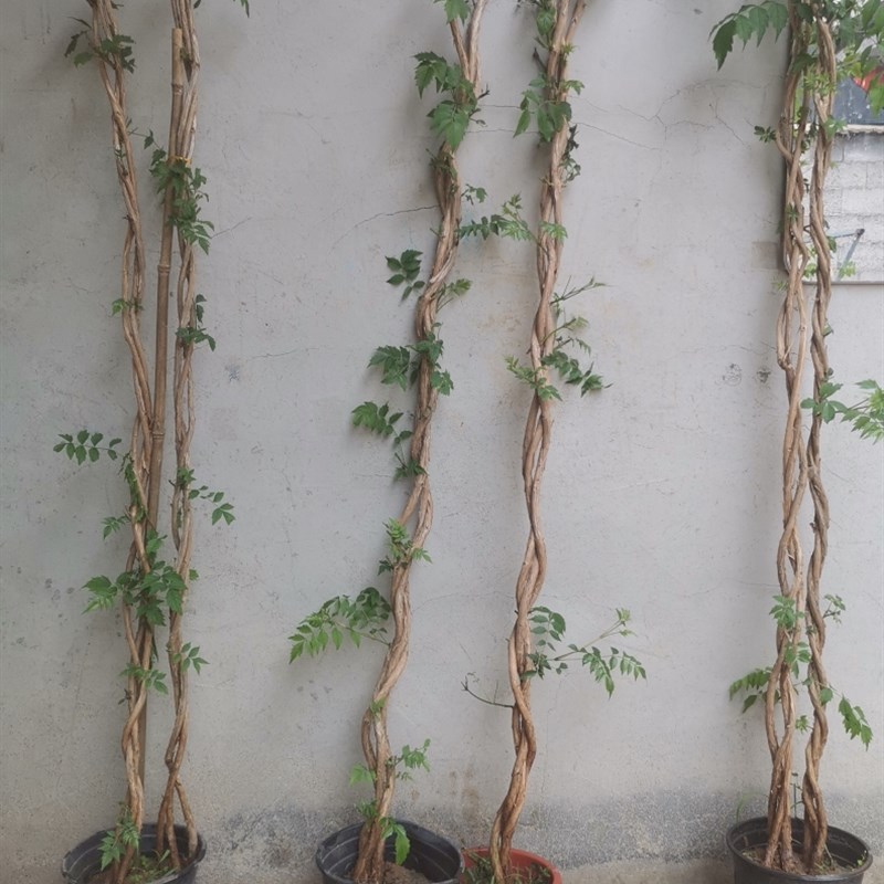 麻花凌霄花爬藤植物凌霄花苗庭院阳台盆栽花卉耐寒花期长好养易活