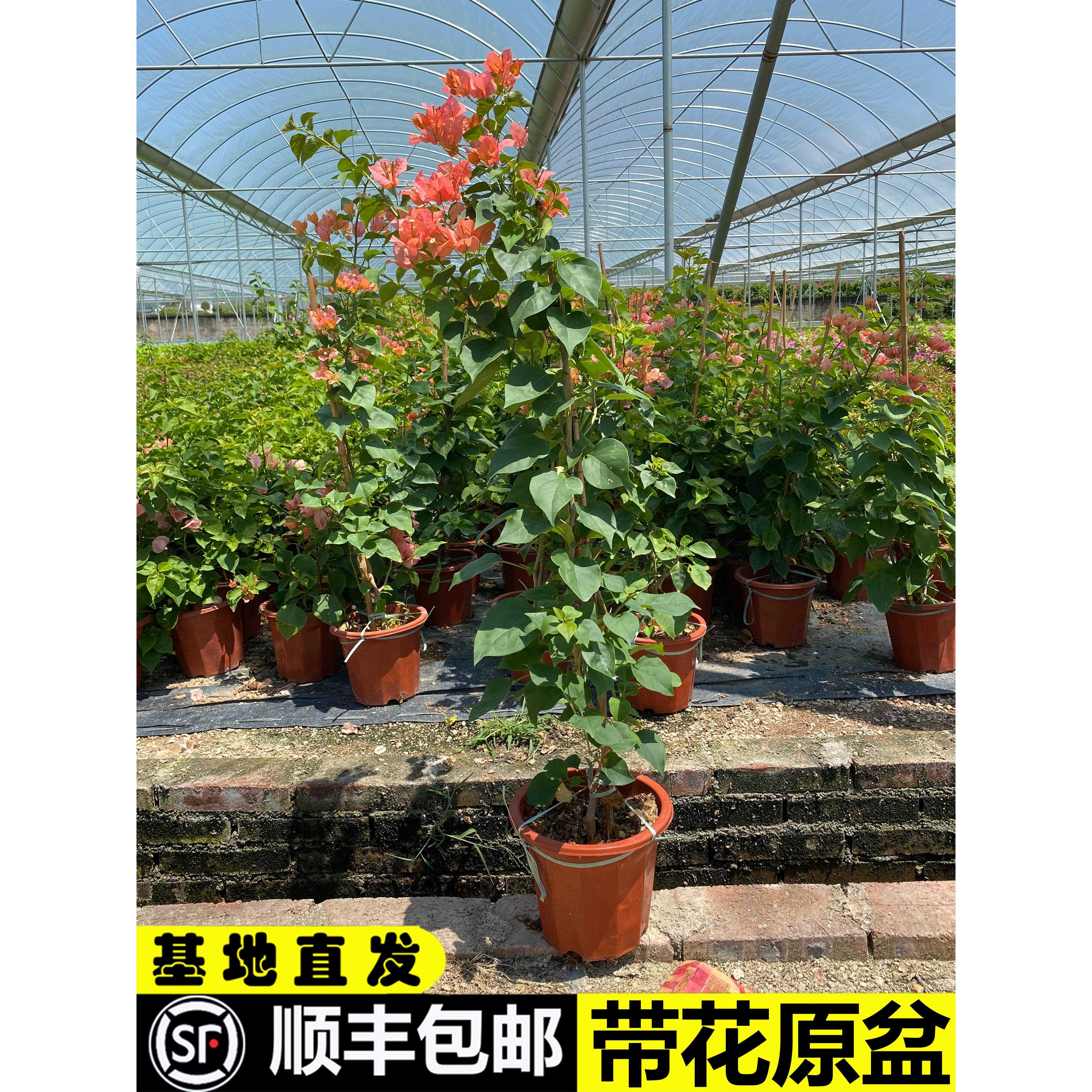 三角梅飘枝不甜西瓜高飘爬藤绿樱红缨卡亚塔三角梅佩德罗金心橙白