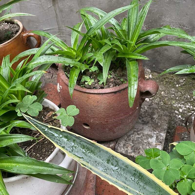 古风花盆摆件红陶土花盆粗陶多肉植物兰花卉绿植室内室外盆景花盆