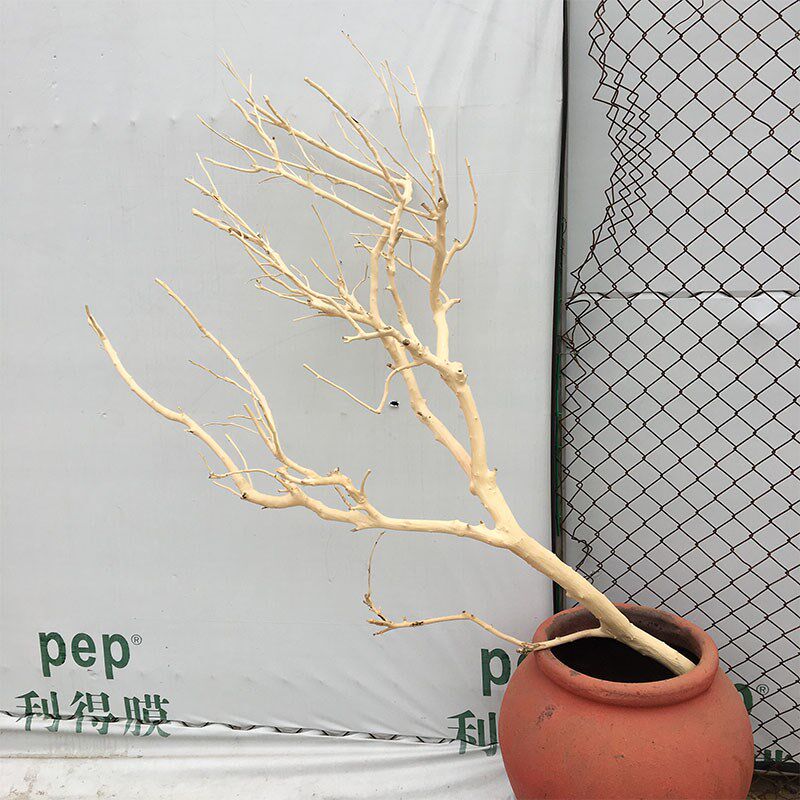 干树枝去皮树装饰干枝客厅枯枝设计挂灯墙面干树插花挂件舞台摆件