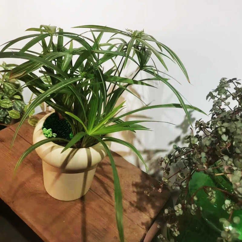 进口姬花叶姬水竹花叶伞水养可水培带线艺耐阴室内好养绿植盆景盆