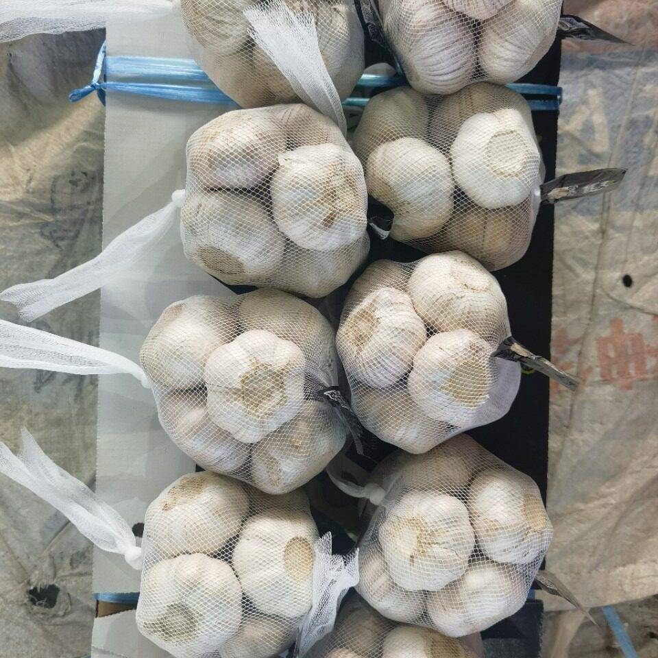 当季大蒜出口及标准工直销厂香足十新干蒜紫皮蒜FSO大蒜