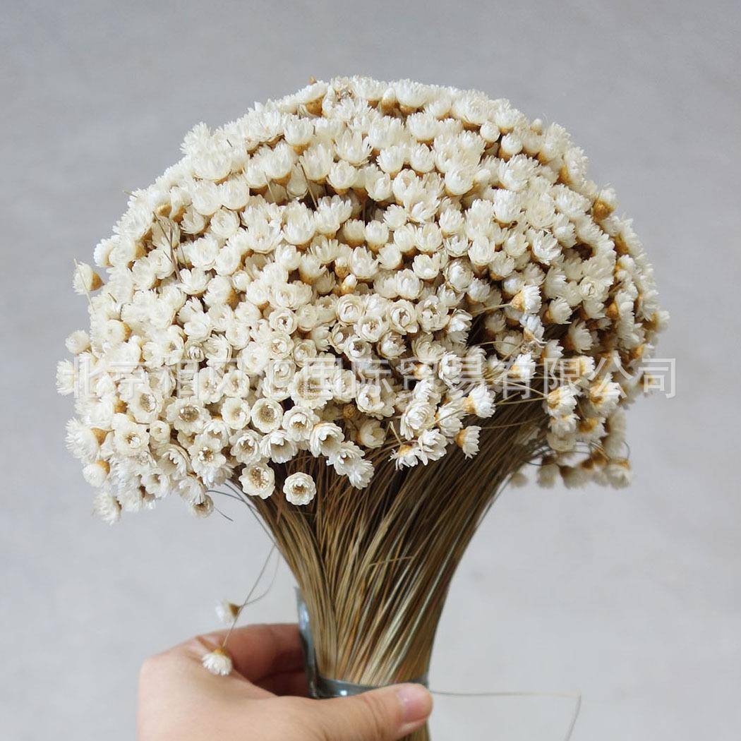 【】小星花进口VPW燥干花干花小星菊小雏菊自然植拍照物道具